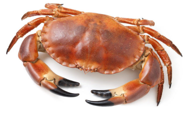New Study Finds Shells Of Young Dungeness Crab Damaged