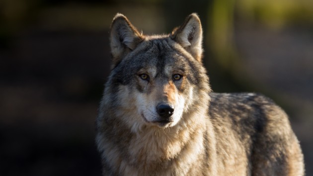 First Image Of Gray Wolf Taken Near Medford