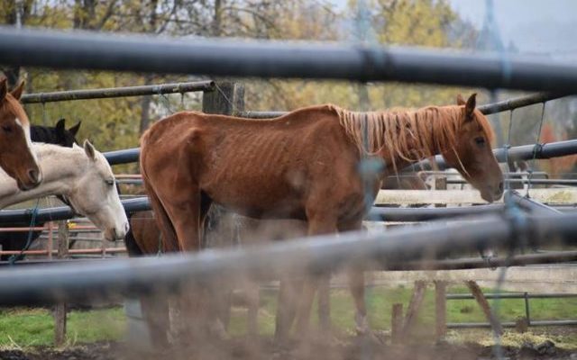 Creswell Woman Sentenced For Neglecting 61 Horses