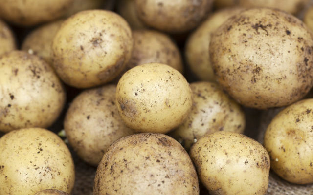 Potato Problems In Skagit County